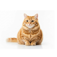 Cat 🐱